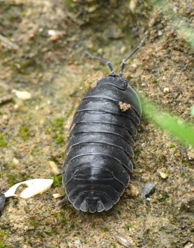 Armadillidium depressum